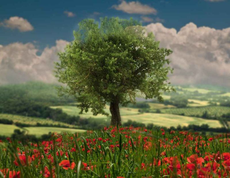 poppies hill.jpg
